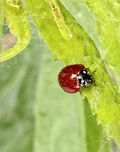 iNaturalist observation photo of Spotless Lady Beetle