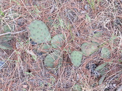 Opuntia cespitosa