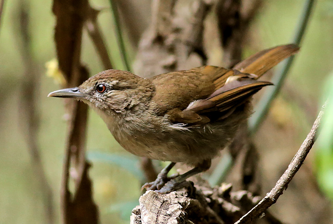 Terrestrial Brownbul (Phyllastrephus terrestris)