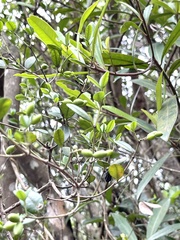 Alyxia sinensis