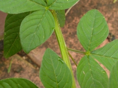 Cleome rutidosperma