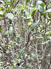 Alyxia sinensis