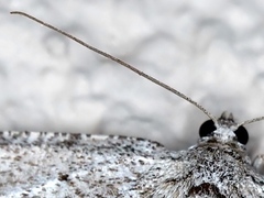 Psilosticha absorpta