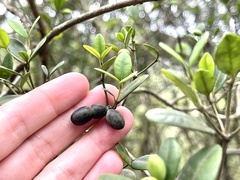 Alyxia sinensis
