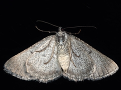 Psilosticha absorpta