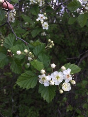 Crataegus canadensis