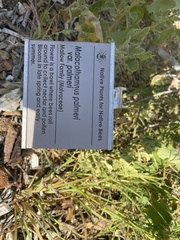 Malacothamnus palmeri