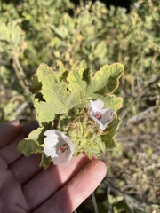 Malacothamnus palmeri