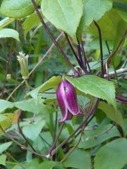 Clematis japonica