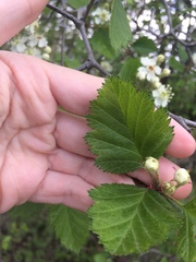 Crataegus canadensis
