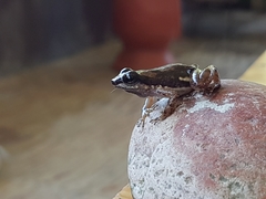 Colostethus inguinalis