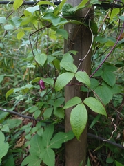 Clematis japonica