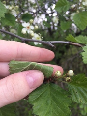 Crataegus canadensis