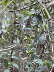 Alyxia sinensis