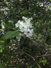 Crataegus canadensis