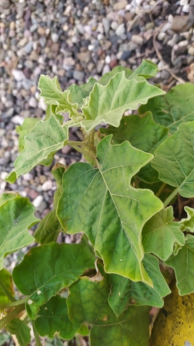 Sierra Madre nightshade