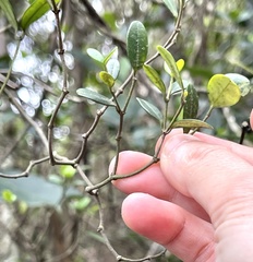 Alyxia sinensis