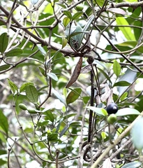 Alyxia sinensis