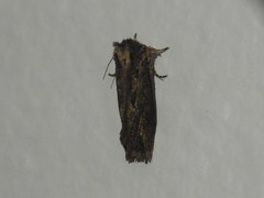 Acrolophus arcanella