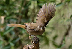 Terrestrial Brownbul photo 2