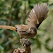 Bulbul Terrestre - Photo (c) Wynand Uys, algunos derechos reservados (CC BY), subido por Wynand Uys