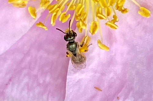 iNaturalist observation photo of Metallic Sweat Bees