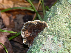 Gloeophyllum striatum