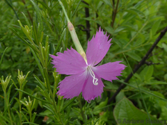 Dianthus zeyheri