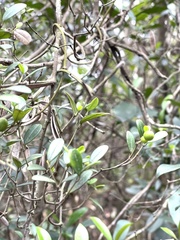 Alyxia sinensis