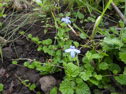 Image of Lobelia cochleariifolia by (c) Andrew Hankey, some rights reserved (CC BY-SA)