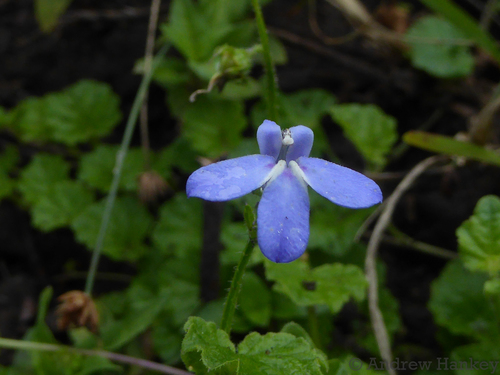 Earleaf Lobelia (Lobelia cochleariifolia)