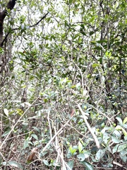 Alyxia sinensis