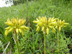 Aloe linearifolia