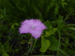 Dianthus zeyheri