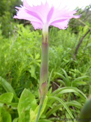 Dianthus zeyheri