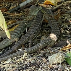 Elgaria multicarinata multicarinata