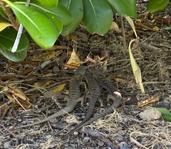 Elgaria multicarinata multicarinata