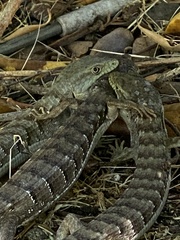 Elgaria multicarinata multicarinata