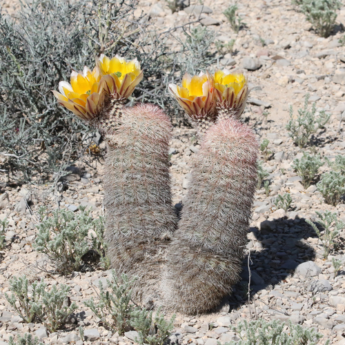Texas rainbow cactus