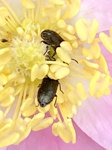 iNaturalist observation photo of Beetles