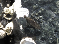 Oedoparena