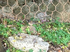 Junco hyemalis