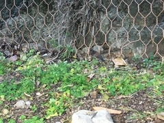 Junco hyemalis