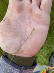 Carex trisperma