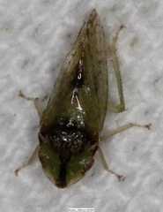 Xerophloea viridis