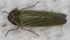 Xyphon reticulatum