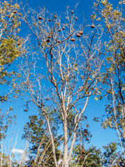 Magonia pubescens