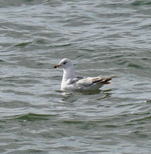 Ring-billed Gull photographed in Wyoming
