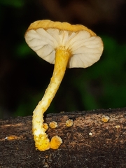 Cyptotrama chrysopepla