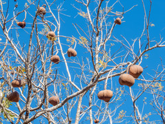 Magonia pubescens